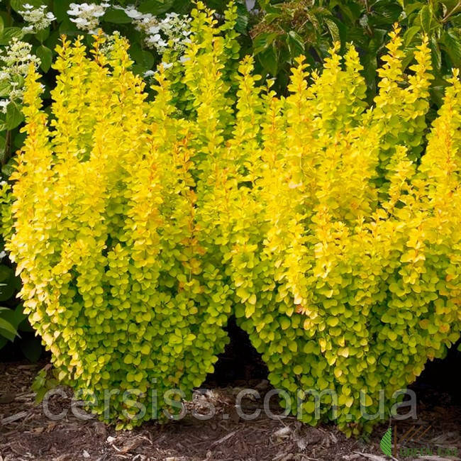 Барбарис Тунберга Голден рокет, Berberis thunbergii Golden Rocket - фото 1 - id-p1674181486