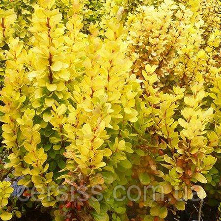 Барбарис Тунберга Голден рокет, Berberis thunbergii Golden Rocket - фото 3 - id-p1674181486