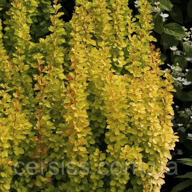 Барбарис Тунберга Голден рокет, Berberis thunbergii Golden Rocket - фото 4 - id-p1674181486