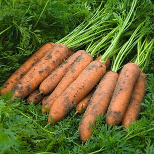 Насіння моркви Номінатор F1 - 100000 насінин, "Bejo", Нідерланди