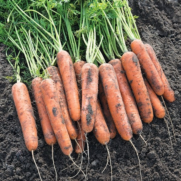 Насіння моркви Натуна F1 - 100000 насінин, "Bejo", Нідерланди