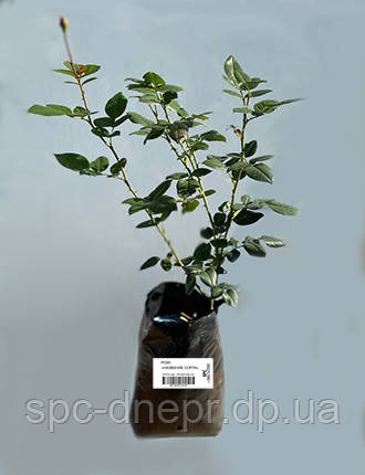 Троянда чайно-гібридна Black Baccara, фото 3
