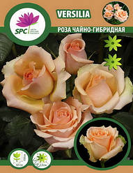 Троянда чайно-гібридна Versilia