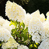 Гортензія Sugar Rush (саджанці), фото 4