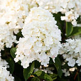 Гортензія Little Blossom (саджанці), фото 3