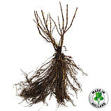 Гортензія волотиста Candlelight (саджанці), фото 4