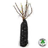 Гортензія волотиста Candlelight (саджанці), фото 5