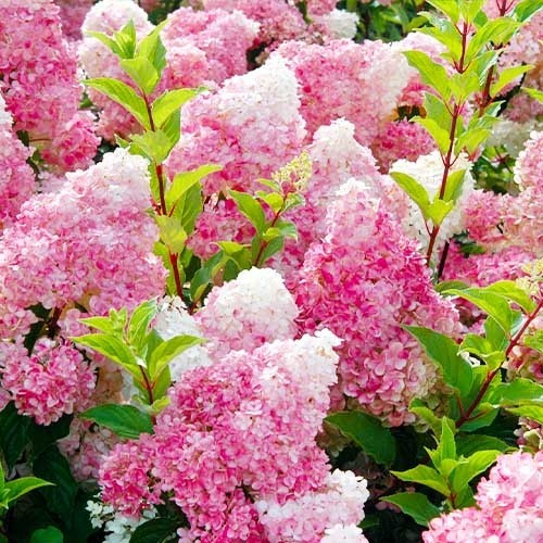 Гортензія Vanille Fraise 3 річні(саджанці)