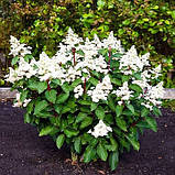 Гортензія волотиста Infinity (саджанці), фото 2