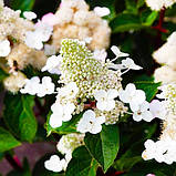 Гортензія волотиста Infinity (саджанці), фото 3