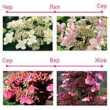 Гортензія волотиста Infinity (саджанці), фото 4