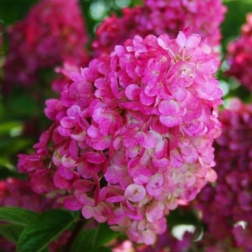Гортензія Sundae Fraise (саджанці)