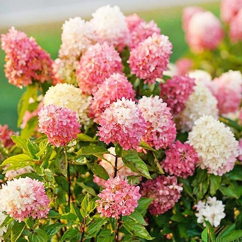 Гортензія волотиста Touch of Pink (саджанці), фото 1