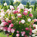 Гортензія волотиста Touch of Pink (саджанці), фото 2