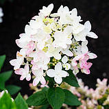 Гортензія волотиста Touch of Pink (саджанці), фото 3