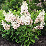 Гортензія волотиста Candlelight (саджанці), фото 2
