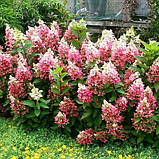 Гортензія волотиста Candlelight (саджанці), фото 3