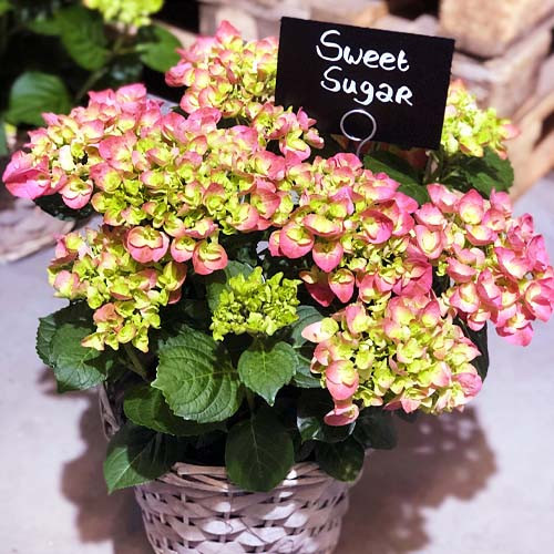 Гортензія крупнолиста Hi Sweet Sugar, фото 1