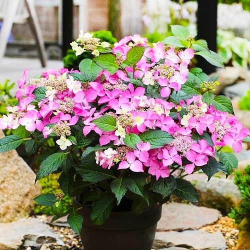 Гортензія крупнолиста Selina, фото 1