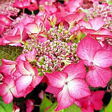 Гортензія крупнолиста Selina, фото 2