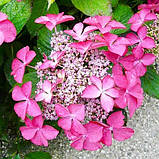 Гортензія крупнолиста Selina, фото 3