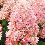 Гортензія волотиста Magical Sweet Summer (саджанці), фото 3