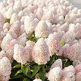 Гортензія волотиста Magical Sweet Summer (саджанці), фото 2