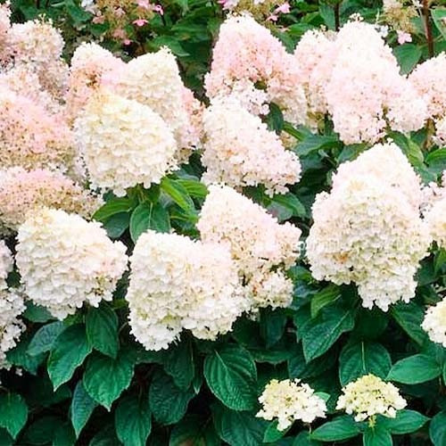 Гортензія волотиста Magical Sweet Summer (саджанці), фото 1
