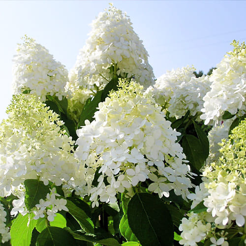 Гортензія Grandiflora (саджанці)