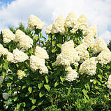 Гортензія Grandiflora (саджанці), фото 3