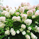 Гортензія Grandiflora (саджанці), фото 4