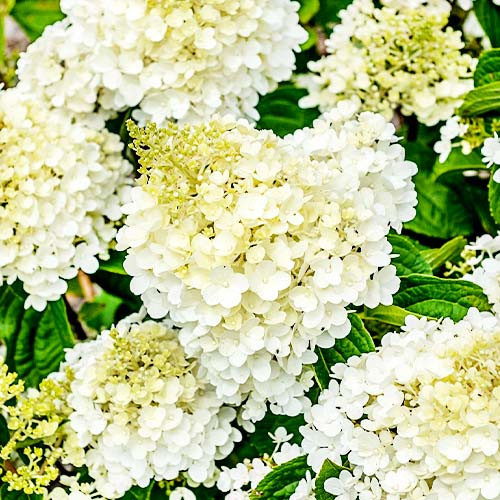 Гортензія волотиста Silver Dollar (саджанці), фото 1