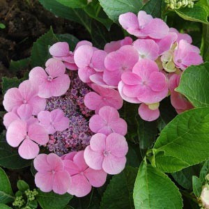 Гортензія Messelina (саджанці)