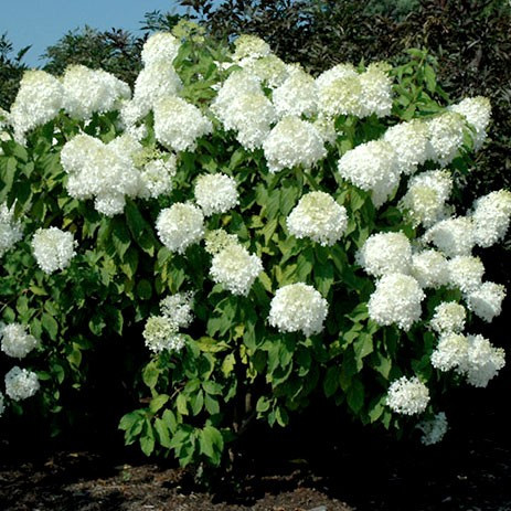 Гортензія Phantom (саджанці)