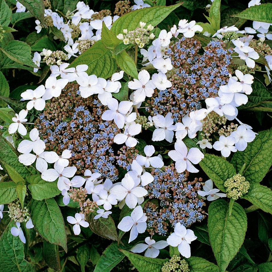 Гортензія Lanarth White (садженці)
