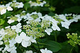 Гортензія Lanarth White (садженці), фото 3