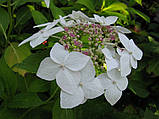 Гортензія Lanarth White (садженці), фото 5