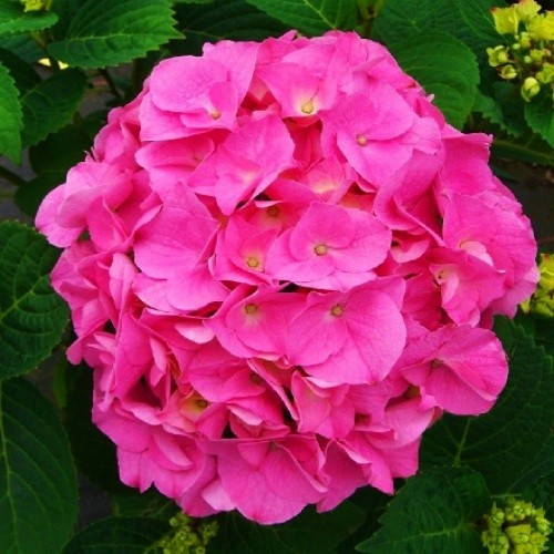 Гортензія з квіткою 3-х річна "Bouquet Rose"(закрита коренева система)