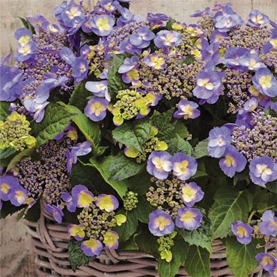 Гортензія великолиста Blueberry Cheesecake (сажанці), фото 1