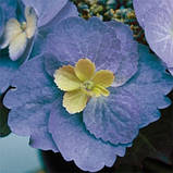 Гортензія великолиста Blueberry Cheesecake (сажанці), фото 2