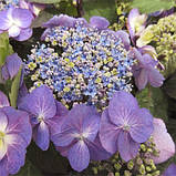 Гортензія великолиста Blueberry Cheesecake (сажанці), фото 3