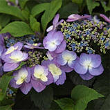 Гортензія великолиста Blueberry Cheesecake (сажанці), фото 4