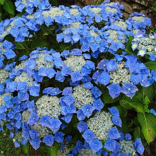 Гортензія великолиста Blaumeise (садженці), фото 1