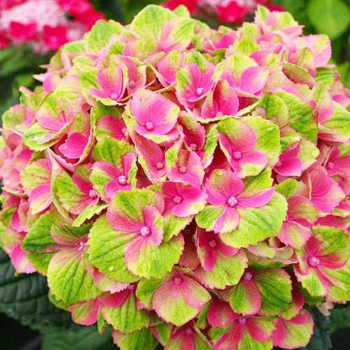 Гортензія великолиста Magical Red Amethyst (2 річні), фото 1