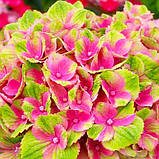 Гортензія великолиста Magical Red Amethyst (2 річні), фото 3