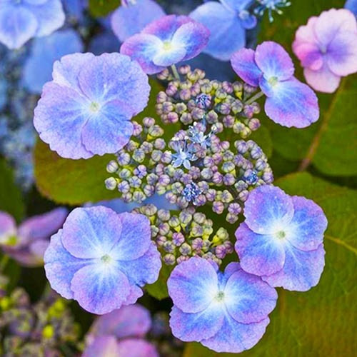 Гортензія великолиста Veerle (саджанці), фото 1