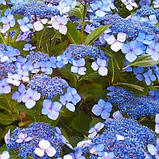 Гортензія великолиста Veerle (саджанці), фото 3