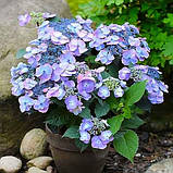 Гортензія великолиста Veerle (саджанці), фото 4