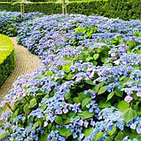 Гортензія великолиста Veerle (саджанці), фото 2