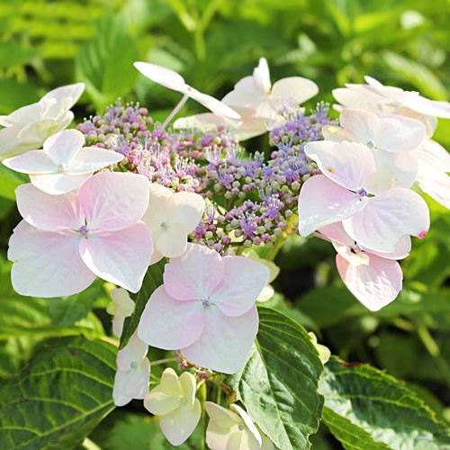 Гортензія хуртовина "Mariesii Grandiflora"